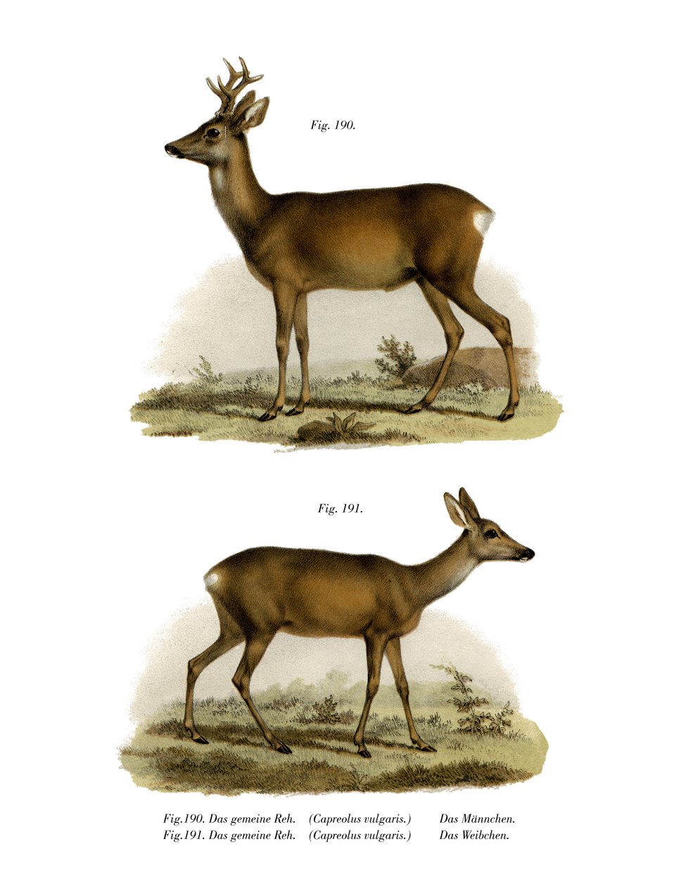 रेड-डियर, 1860 द्वारा जर्मन स्कूल
