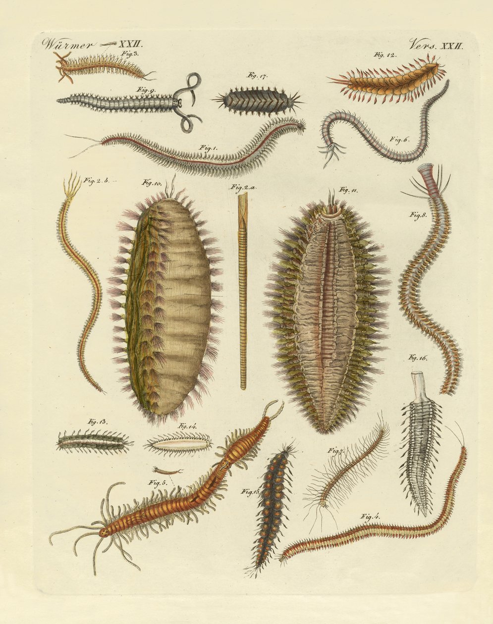 Seaworms द्वारा जर्मन स्कूल