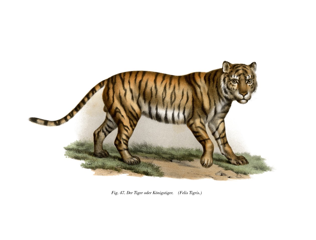 बाघ, 1860 द्वारा जर्मन स्कूल