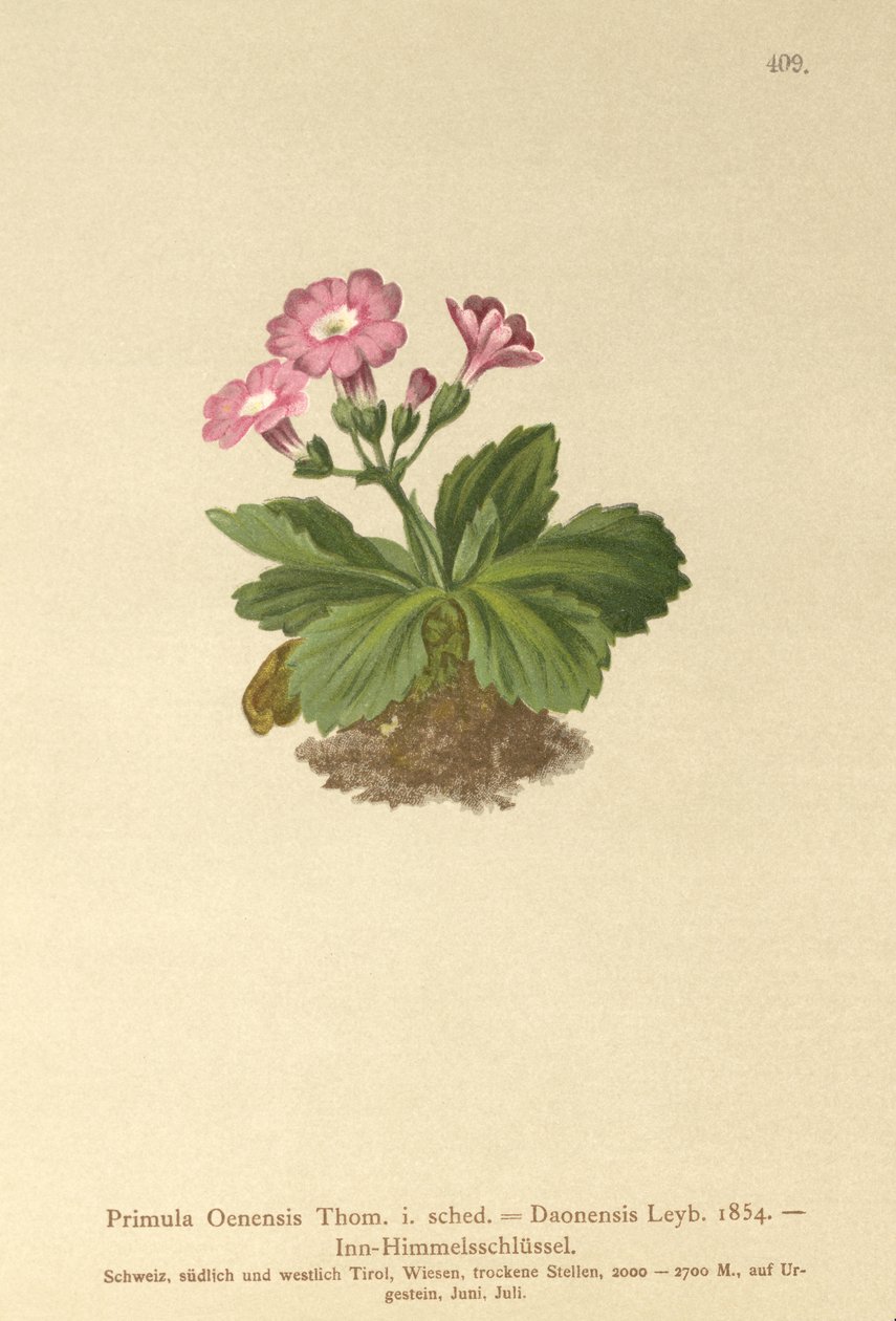 Val-Daone Primrose (प्रिमुला ओनेन्सिस, प्रिमुला डोनेन्सिस) द्वारा जर्मन स्कूल