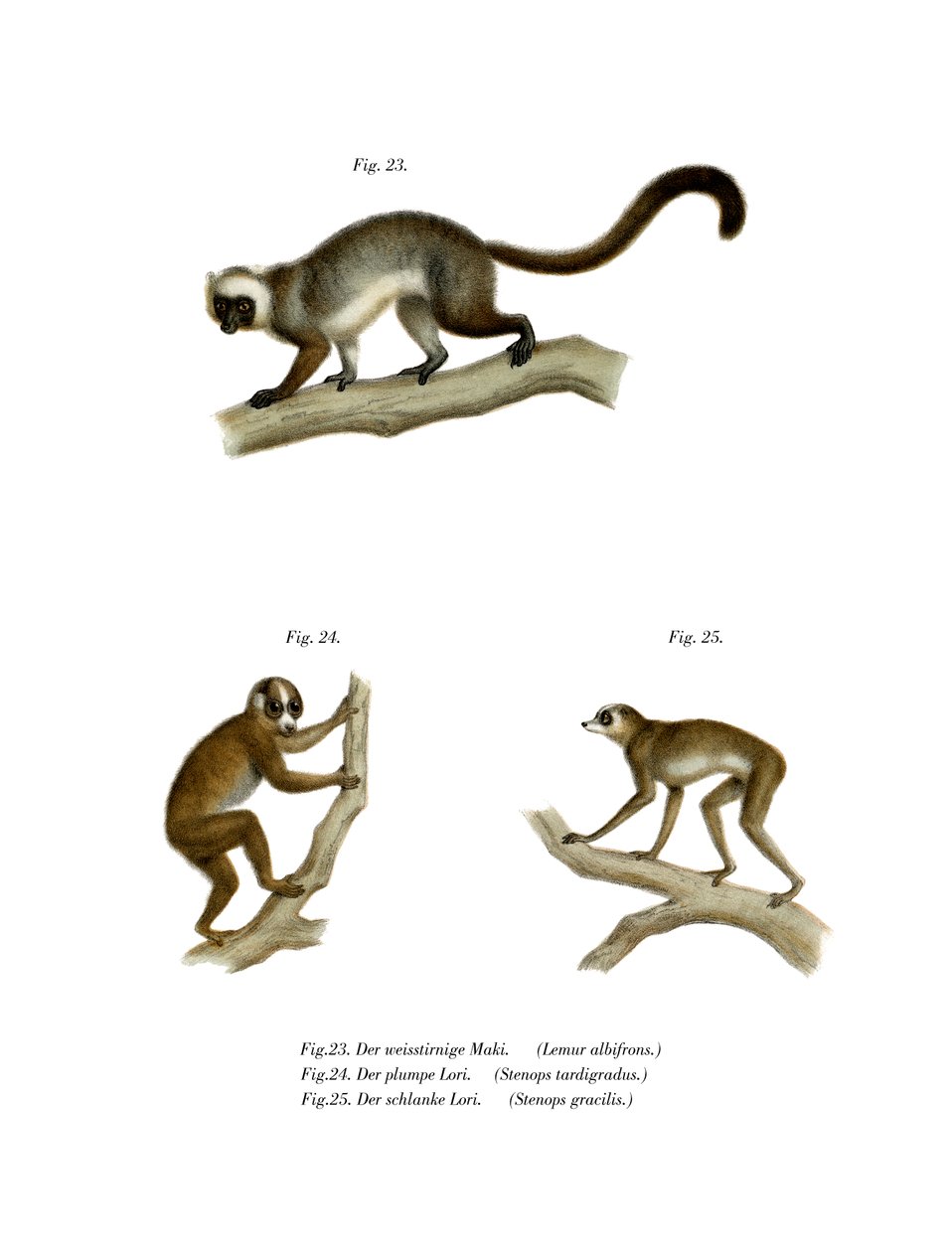व्हाइट-हेडेड लेमुर, 1860 द्वारा जर्मन स्कूल