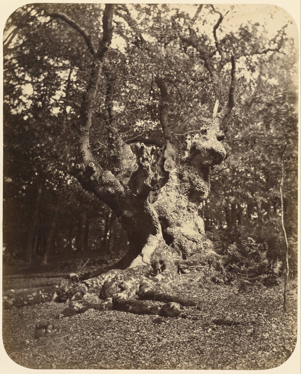 (Gnarled Tree) द्वारा गर्ट्रूड एलिजाबेथ रोजर्स