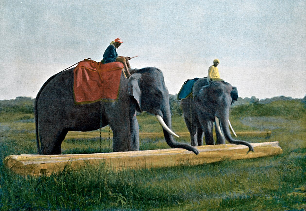 हाथियों ने एक लॉग को स्थानांतरित किया, सीलोन, c1890 द्वारा Gillot