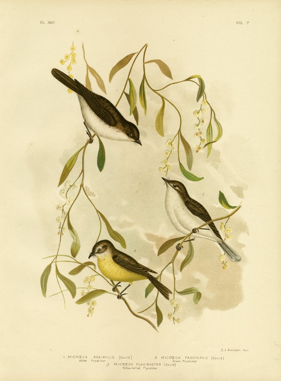 एलाइड फ्लाईकैचर, 1891 द्वारा ग्रेसियस ब्रोइनोवस्की