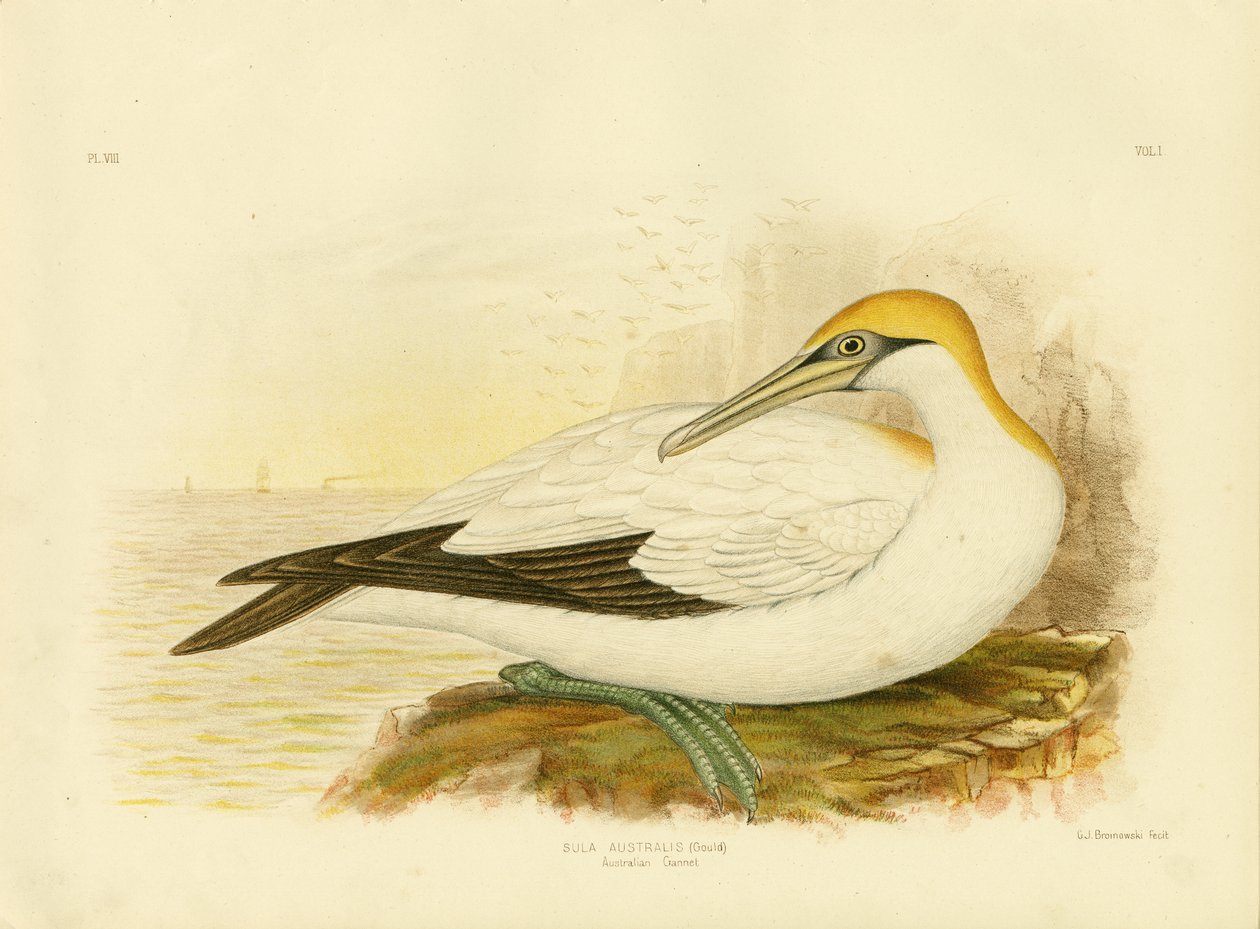 ऑस्ट्रेलियाई गैनेट, 1891 द्वारा ग्रेसियस ब्रोइनोवस्की