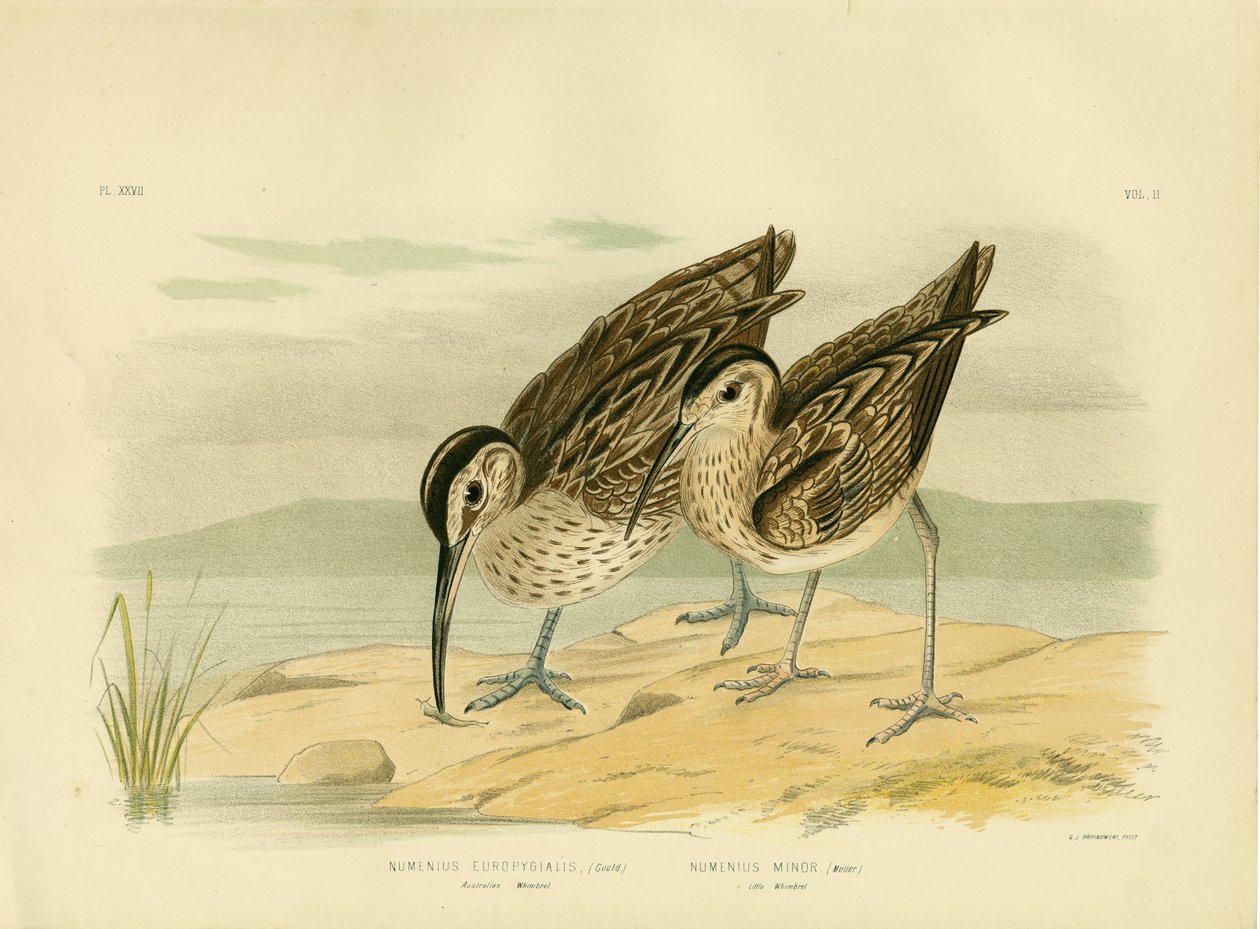 ऑस्ट्रेलियन व्हिम्ब्रेल, 1891 द्वारा ग्रेसियस ब्रोइनोवस्की