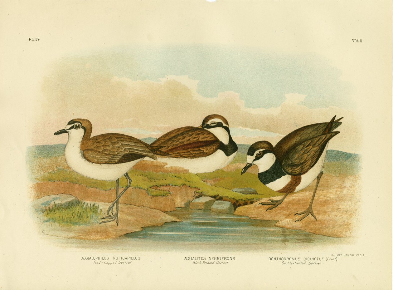 ब्लैक-फ्रंटेड डॉटरेल, 1891 द्वारा ग्रेसियस ब्रोइनोवस्की