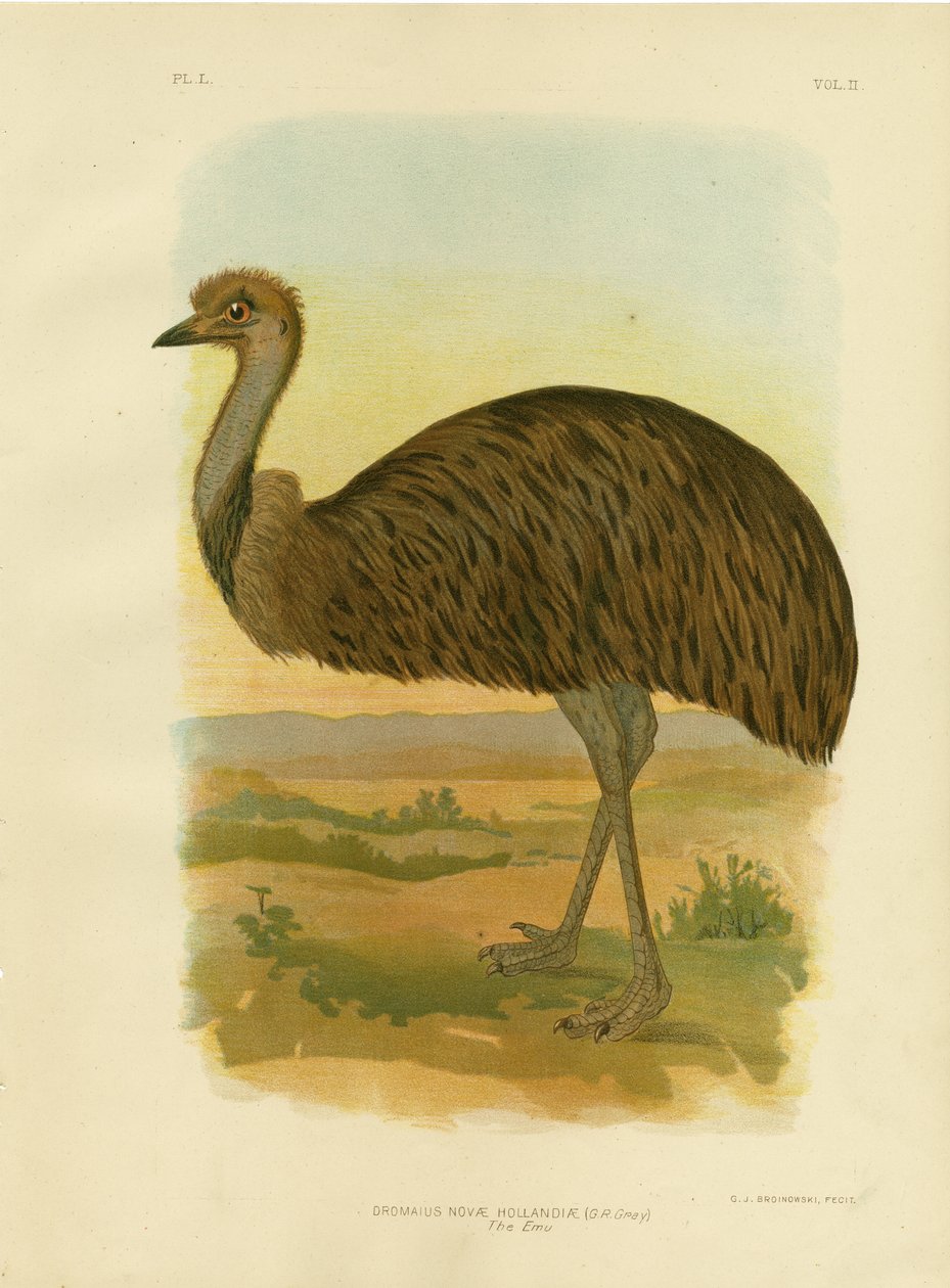 इमू, 1891 द्वारा ग्रेसियस ब्रोइनोवस्की