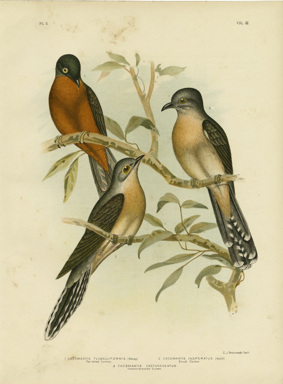 फैन-टेल्ड कोयल, 1891 द्वारा ग्रेसियस ब्रोइनोवस्की