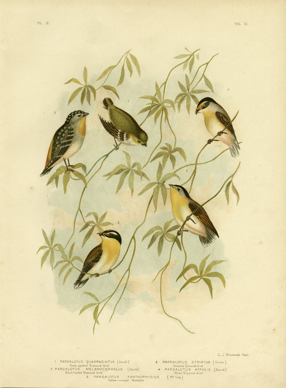 फोर्टी-स्पॉटेड डायमंडबर्ड या फोर्टी-स्पॉटेड पर्दालोट, 1891 द्वारा ग्रेसियस ब्रोइनोवस्की