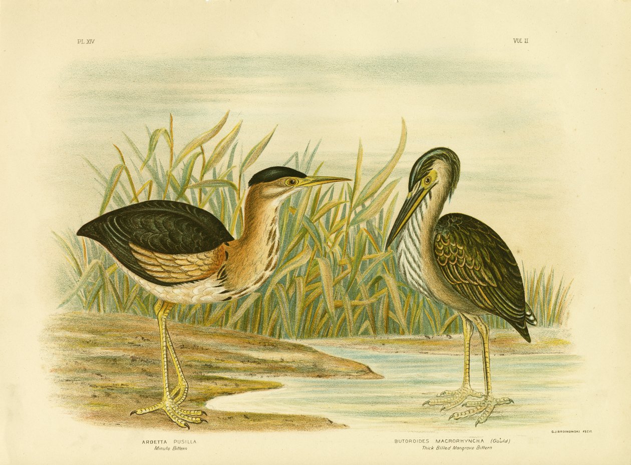 मिनट बिटर्न, 1891 द्वारा ग्रेसियस ब्रोइनोवस्की
