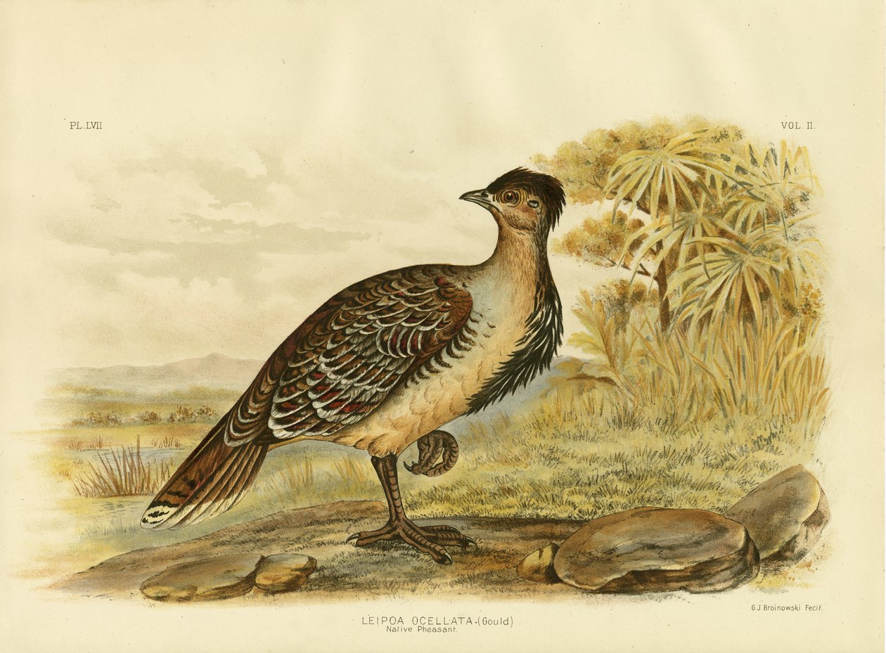 नेटिव फ़िशर या मैलेफ़ॉवेल, 1891 द्वारा ग्रेसियस ब्रोइनोवस्की