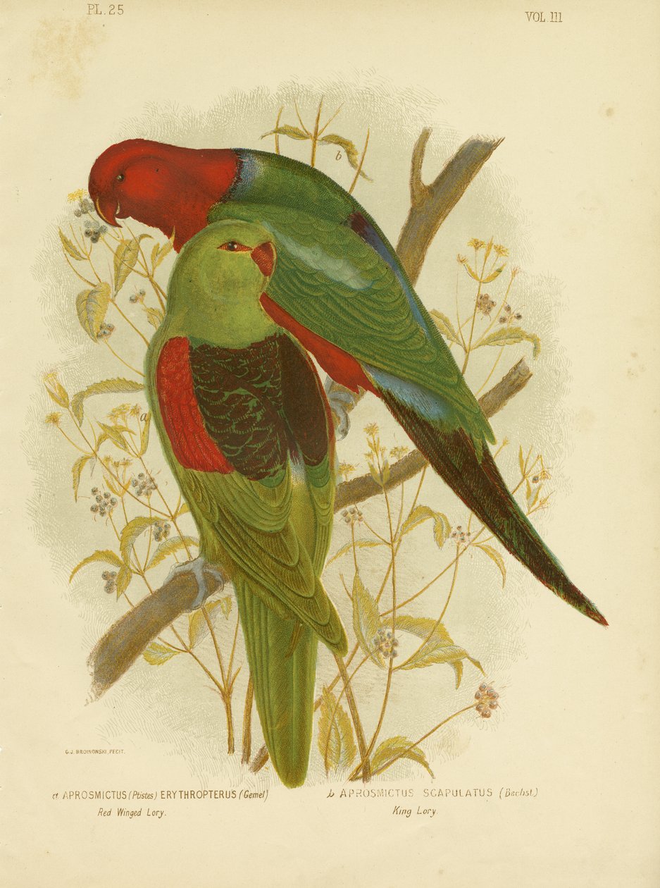 रेड-विंग्ड लोरी या रेड-विंगेड तोता, 1891 द्वारा ग्रेसियस ब्रोइनोवस्की