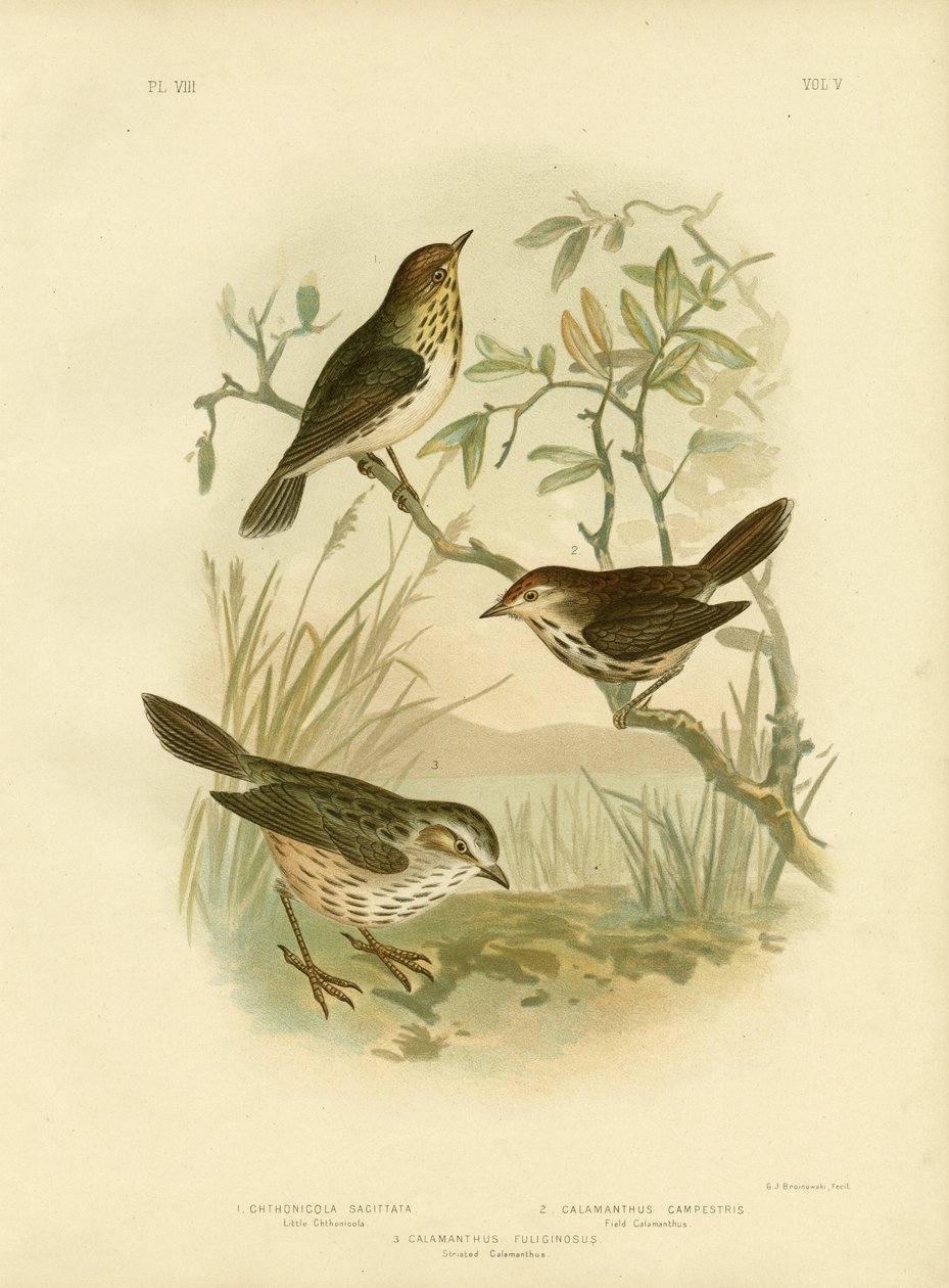 स्पेकल्ड वार्बलर, 1891 द्वारा ग्रेसियस ब्रोइनोवस्की