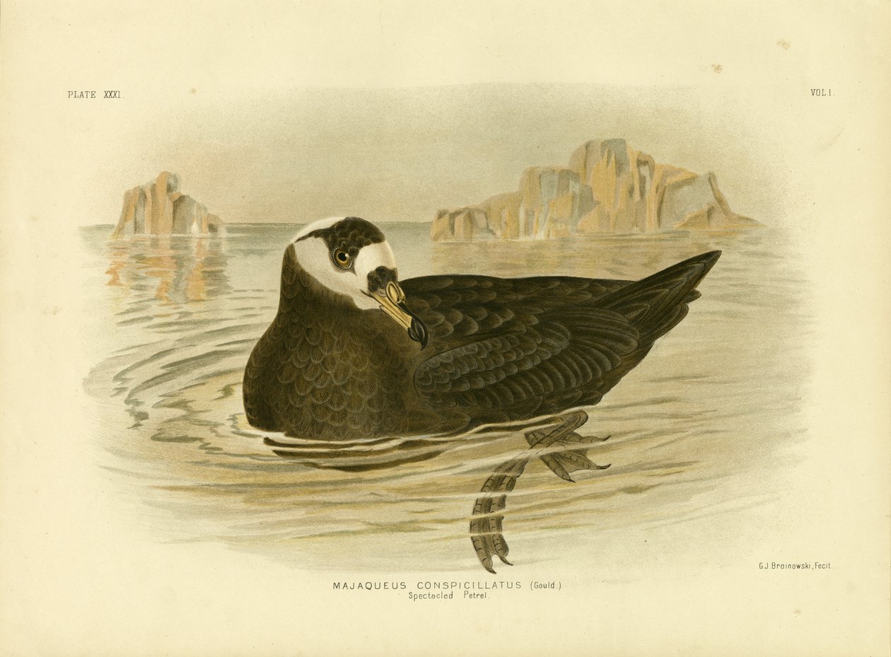 स्पेक्टेल्ड पेट्रेल, 1891 द्वारा ग्रेसियस ब्रोइनोवस्की