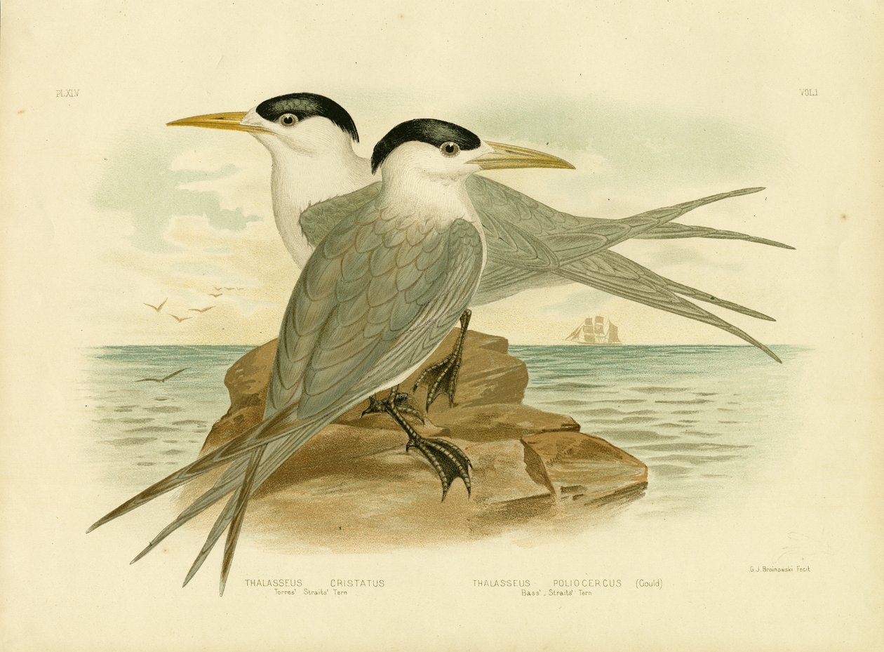 टोरेस स्ट्रेट्स टर्न, 1891 द्वारा ग्रेसियस ब्रोइनोवस्की