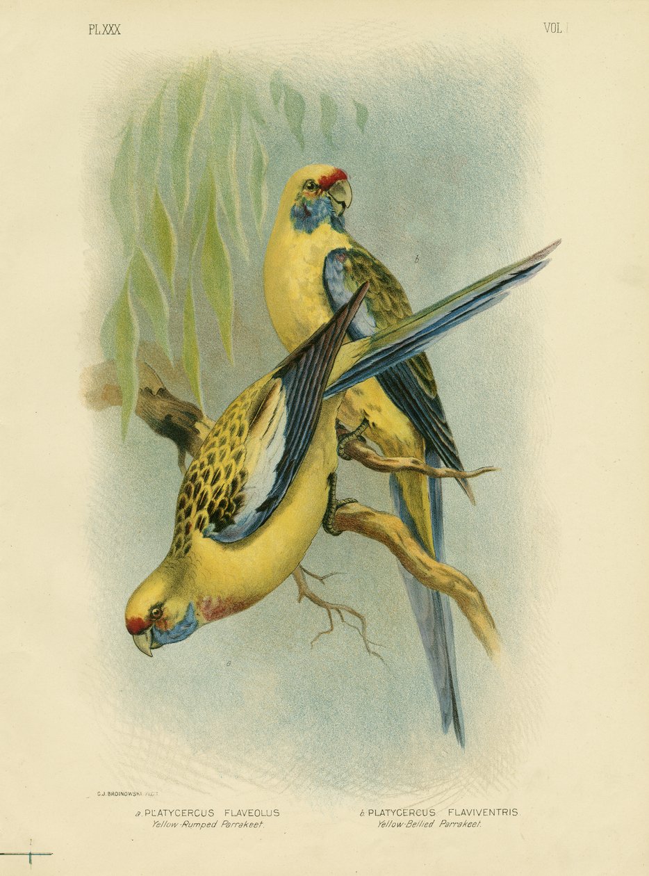येलो-रुम्प्ड परकेट या येलो रोज़ेला, 1891 द्वारा ग्रेसियस ब्रोइनोवस्की