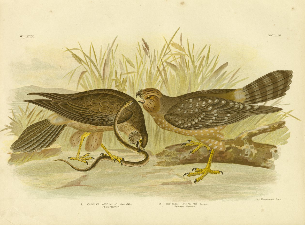 एलाइड हैरियर या स्पॉटेड हैरियर, 1891 द्वारा ग्रेसियस ब्रोइनोवस्की