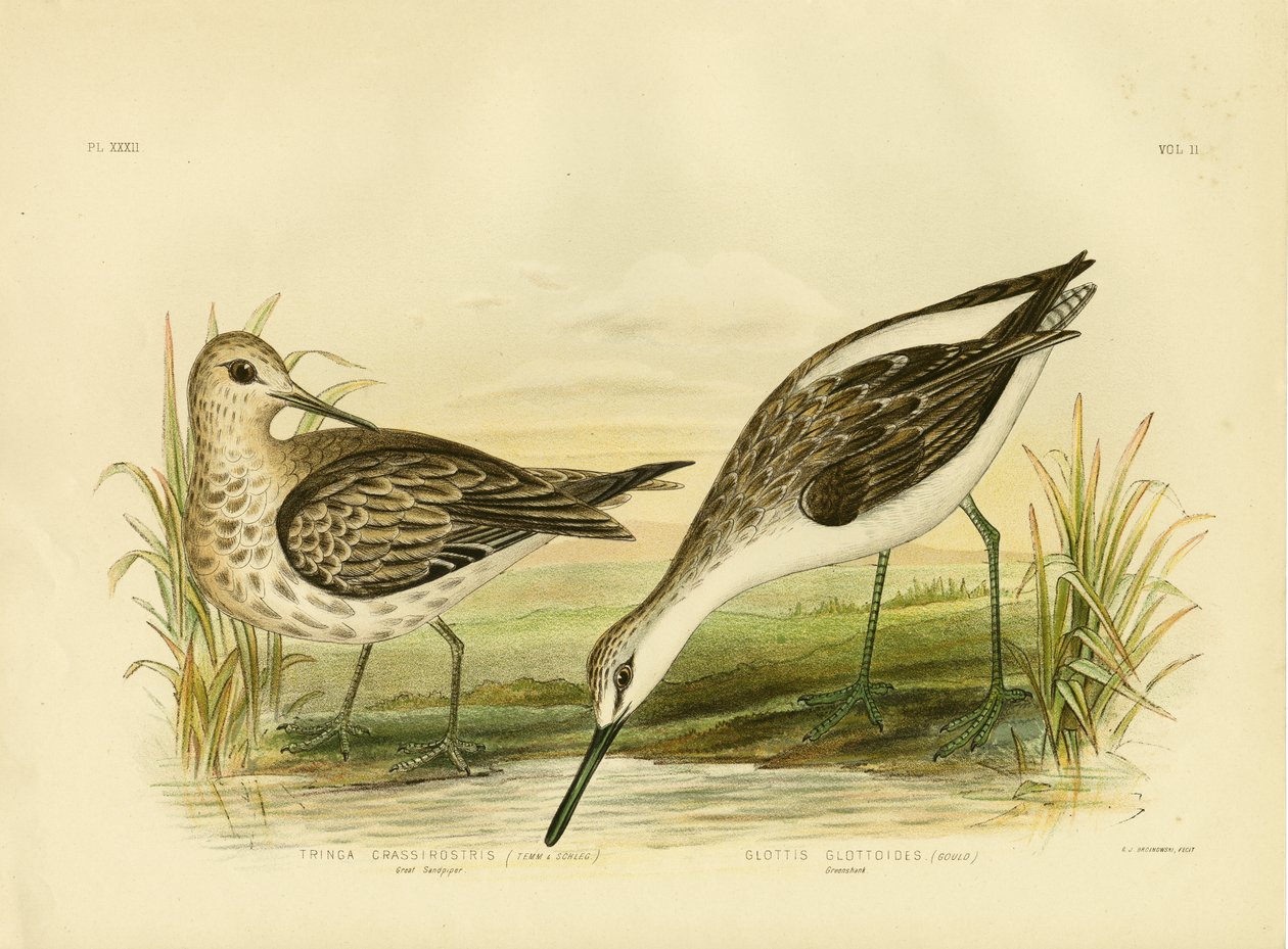 ग्रेट सैंडपाइपर, 1891 द्वारा ग्रेसियस ब्रोइनोवस्की