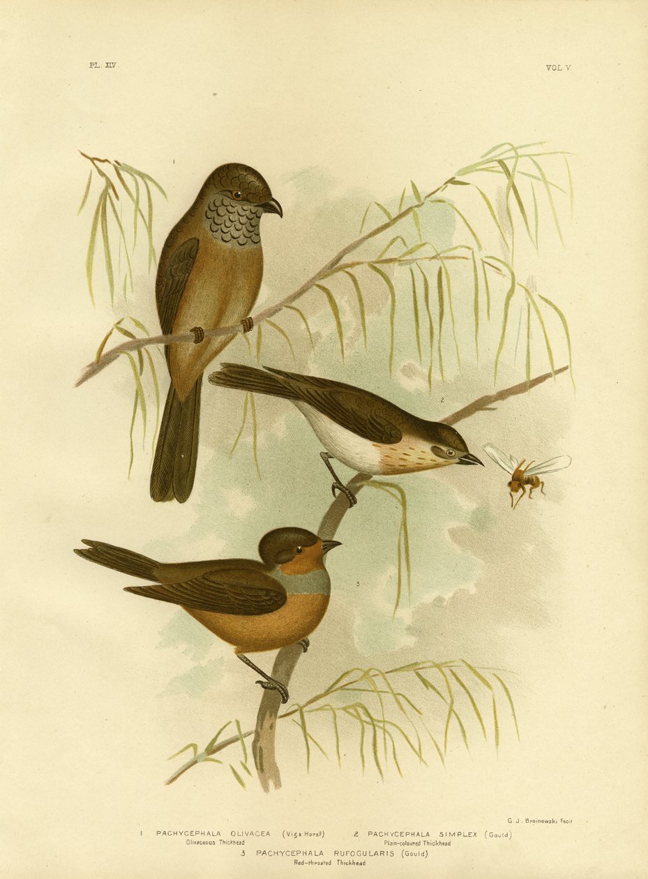 ओलिवेसियस थिकहेड या ओलिव व्हिस्लर, 1891 द्वारा ग्रेसियस ब्रोइनोवस्की