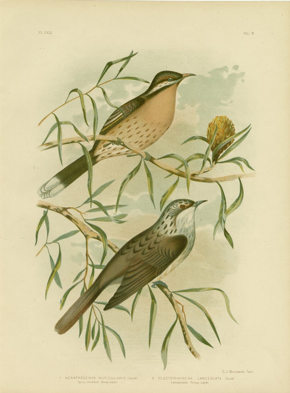स्पिनी-चीकड हनीटर, 1891 द्वारा ग्रेसियस ब्रोइनोवस्की