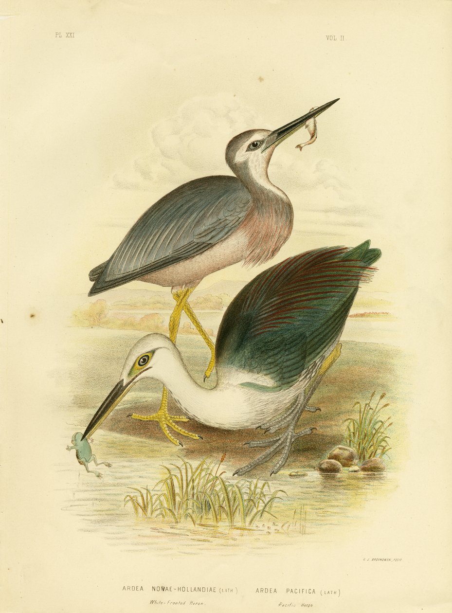 व्हाइट-फ़ेड हेरॉन, 1891 द्वारा ग्रेसियस ब्रोइनोवस्की
