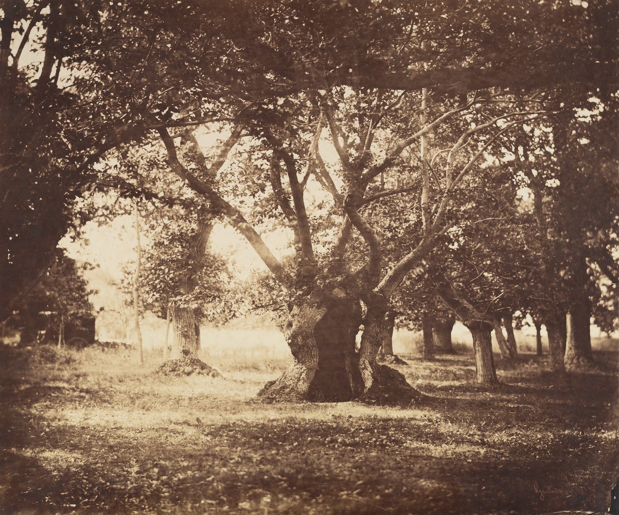 हॉलो ओक ट्री, फॉनटेनब्लियू, 1855-57। द्वारा गुस्ताव लेग्रे