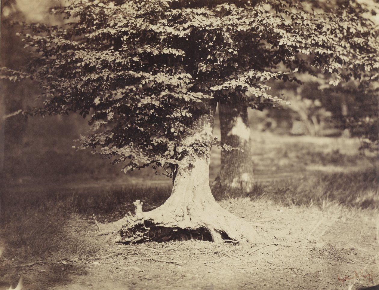बीच ट्री, c.1855-7 (b/w फोटो) द्वारा गुस्ताव लेग्रे
