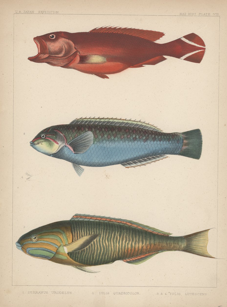 1. गुदा यूरोडेला, 2. जूलियो Quadricolor, 3. जूलियस ल्यूटेसेन्स, 1855 द्वारा एच। पैटरसन