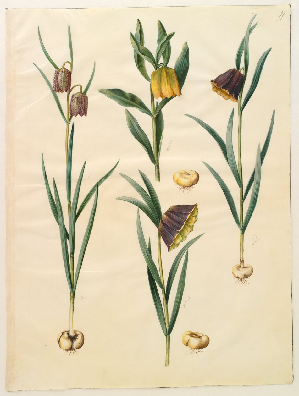 Fritillaria meleagris; Fritullaria lutea eller Fritullaria latifolia var lutea; Fritillaria Pyrenaica द्वारा हंस-साइमन होल्त्ज़बेकर
