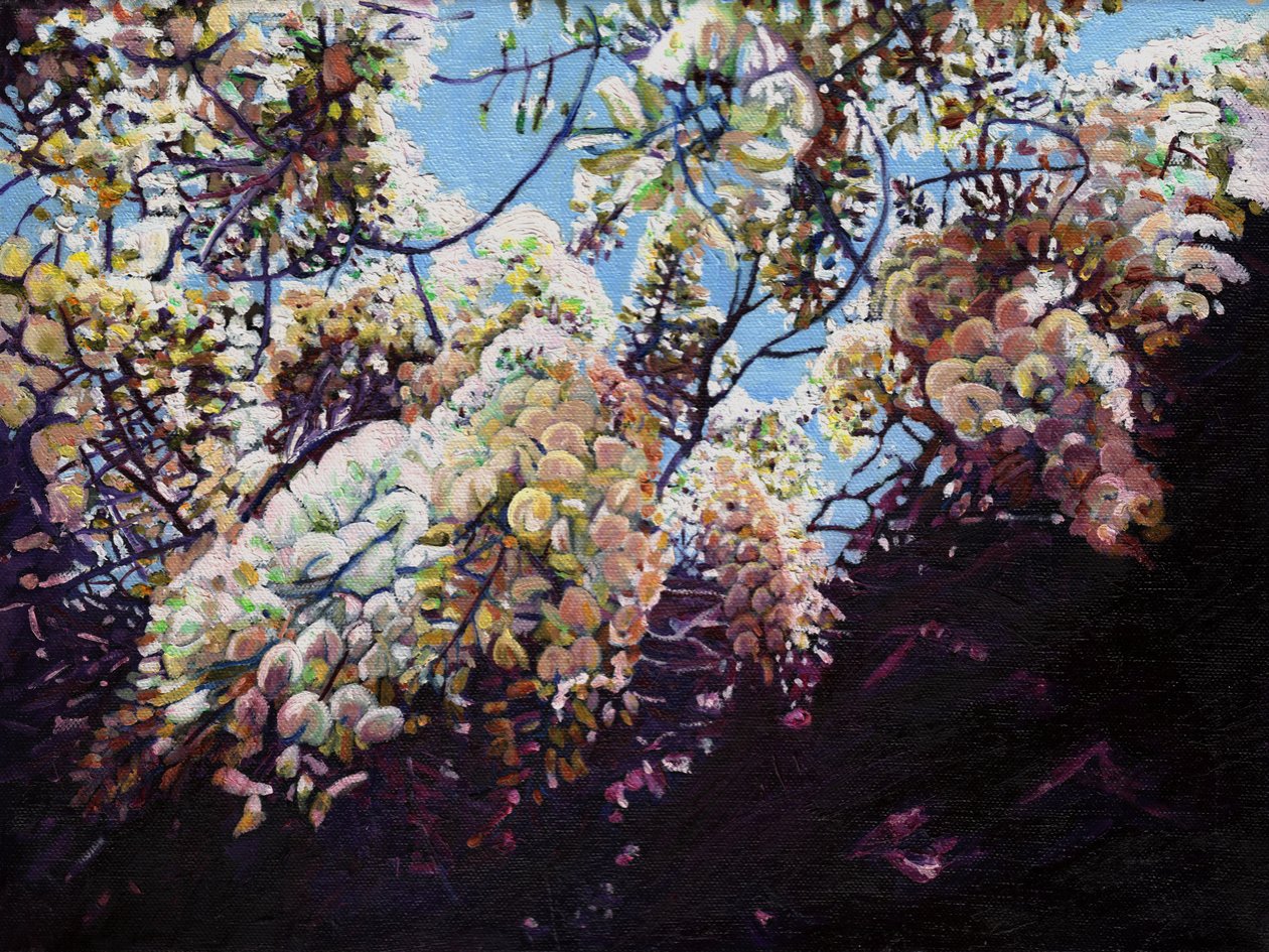 व्हाइट विस्टरिया, 2012, द्वारा हेलेन व्हाइट