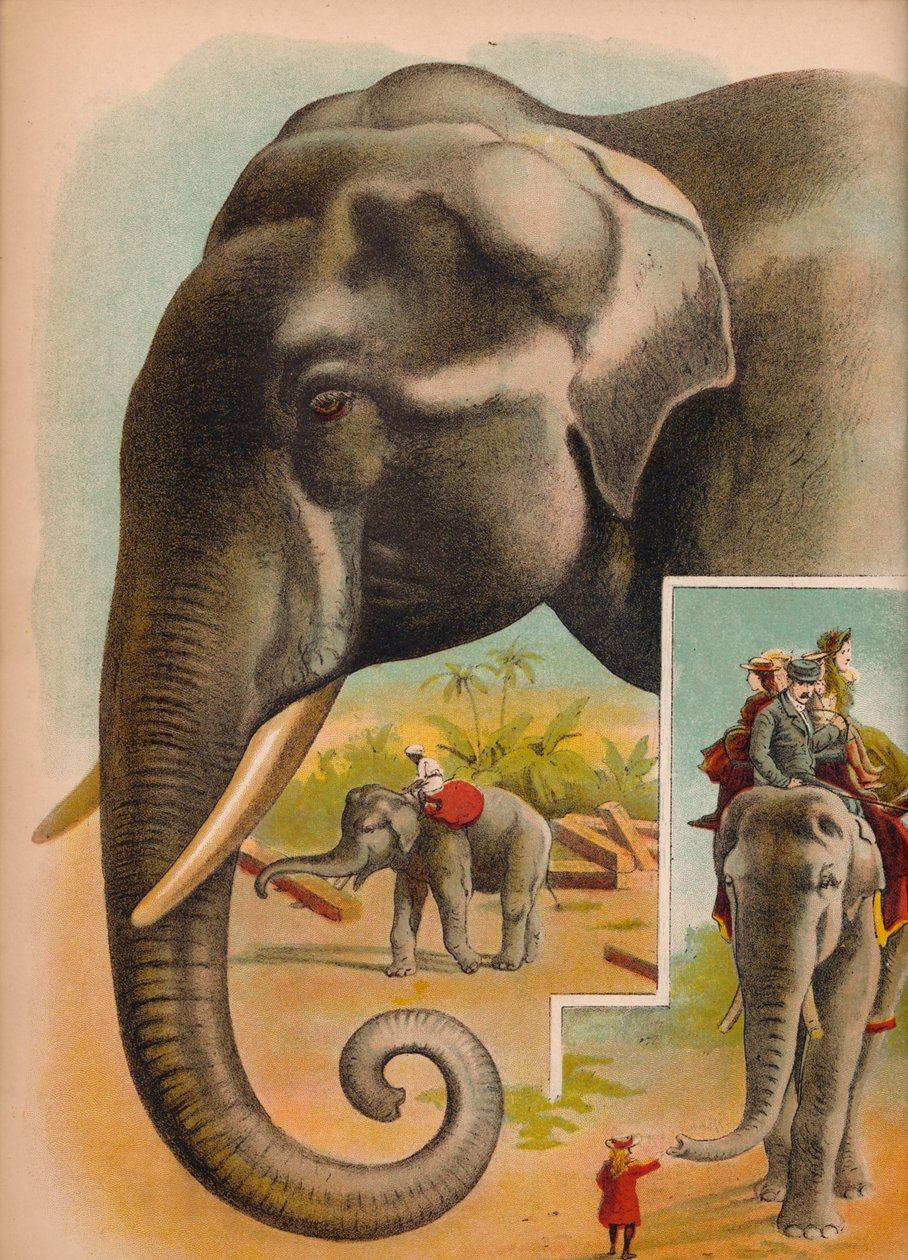 हाथी, c1900 द्वारा हेलेना जे मगुइरे