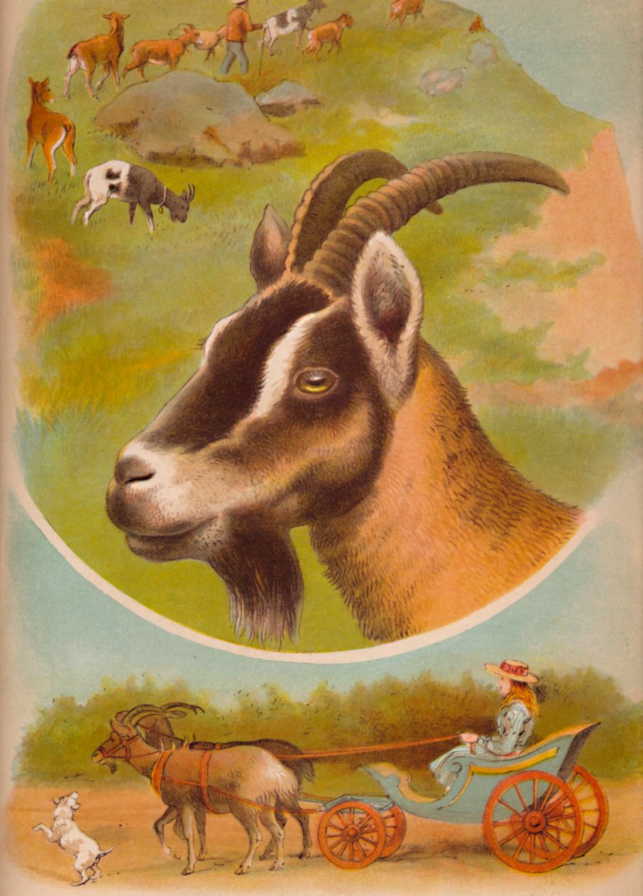 बकरी, c1900 द्वारा हेलेना जे मगुइरे