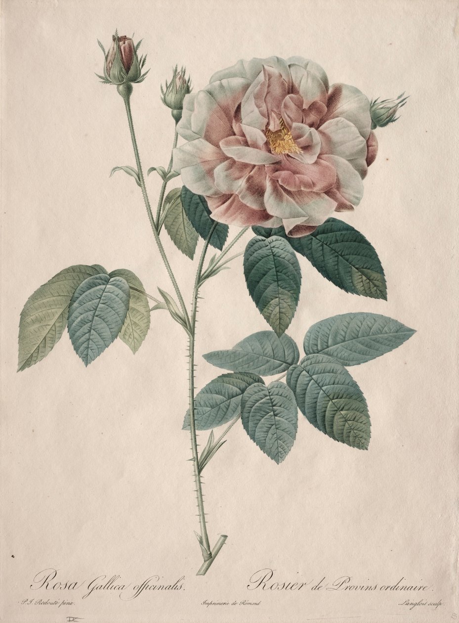 लेस रोज़ेज़: रोजा गैलिका, 1817-1824। द्वारा पियरे जोसेफ रेडाउट