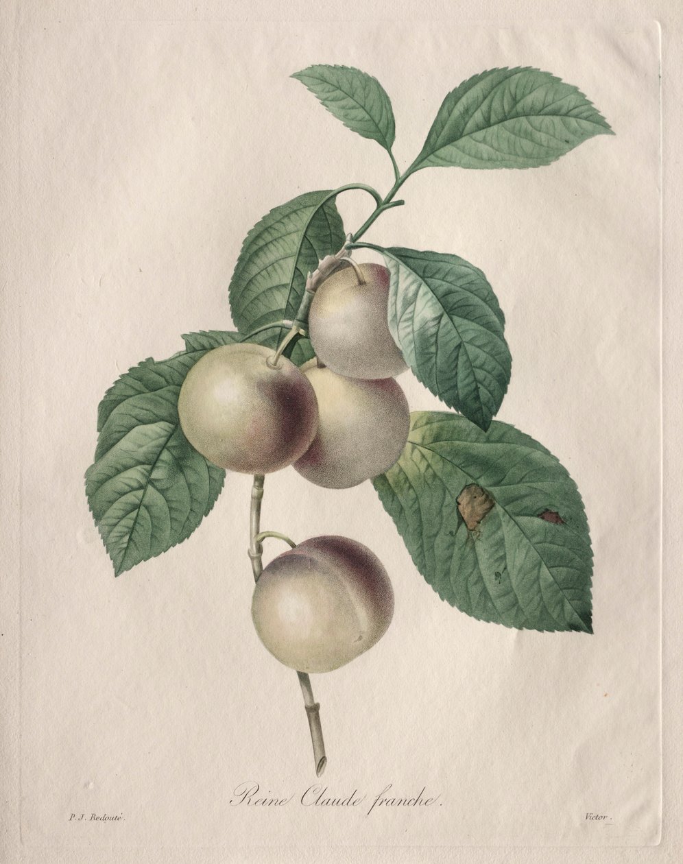 क्वीन क्लाउड प्लम, 1827। द्वारा पियरे जोसेफ रेडाउट