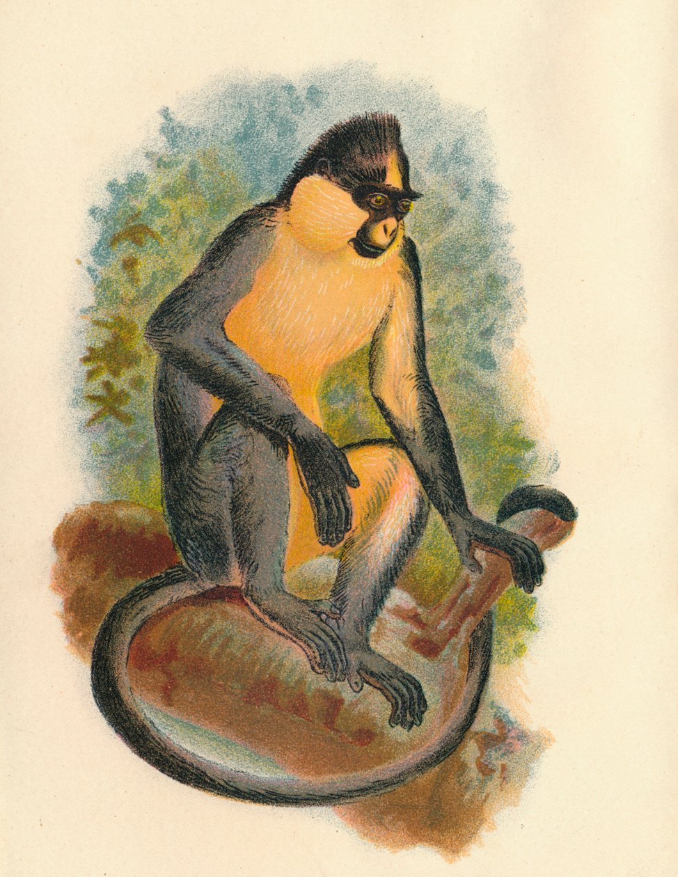 एवरेटस लंगूर, 1897 द्वारा हेनरी ऑग फोर्ब्स