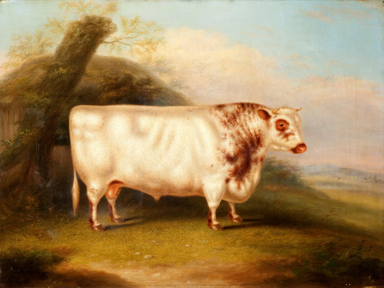 हरल्सनिया (शोरथोर्न बुल), c.1855 द्वारा हेनरी स्टेफोर्ड