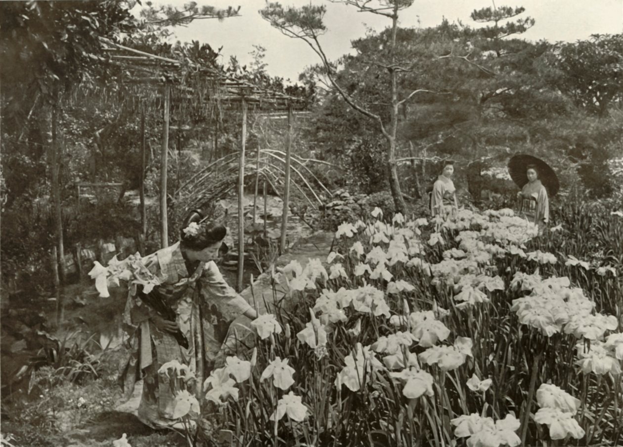 एक आइरिस गार्डन में, 1910। द्वारा हर्बर्ट पोंटिंग