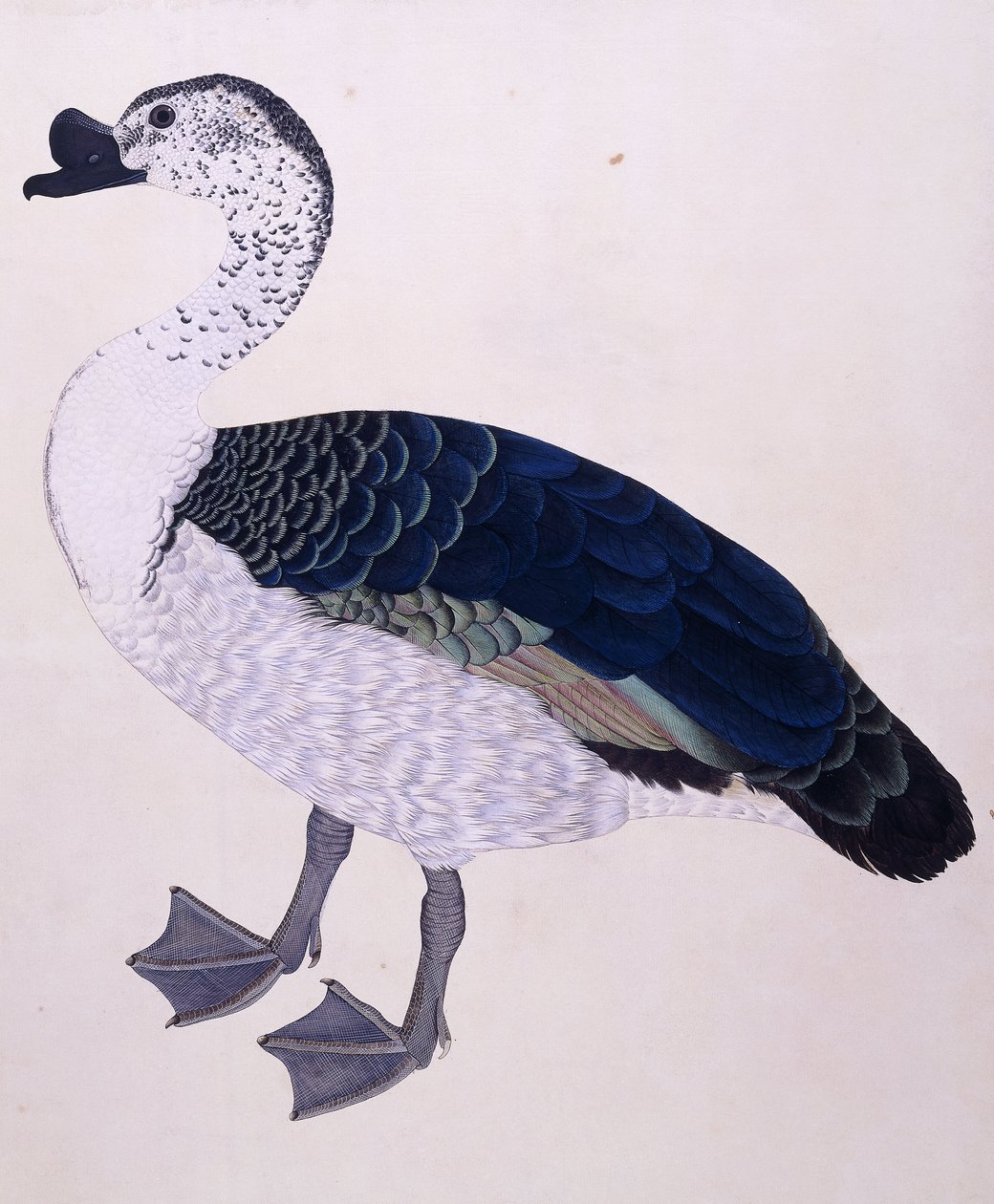 ए कंब डक, c.1800 द्वारा इंडियन स्कूल