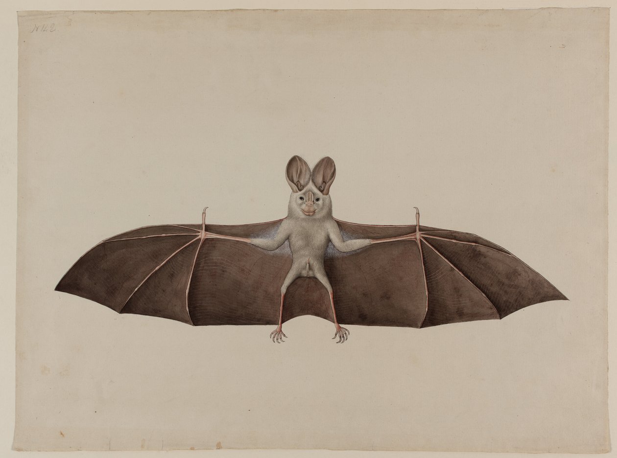 एशियन लेसर फाल्स वैम्पायर बैट, c.1790 द्वारा इंडियन स्कूल