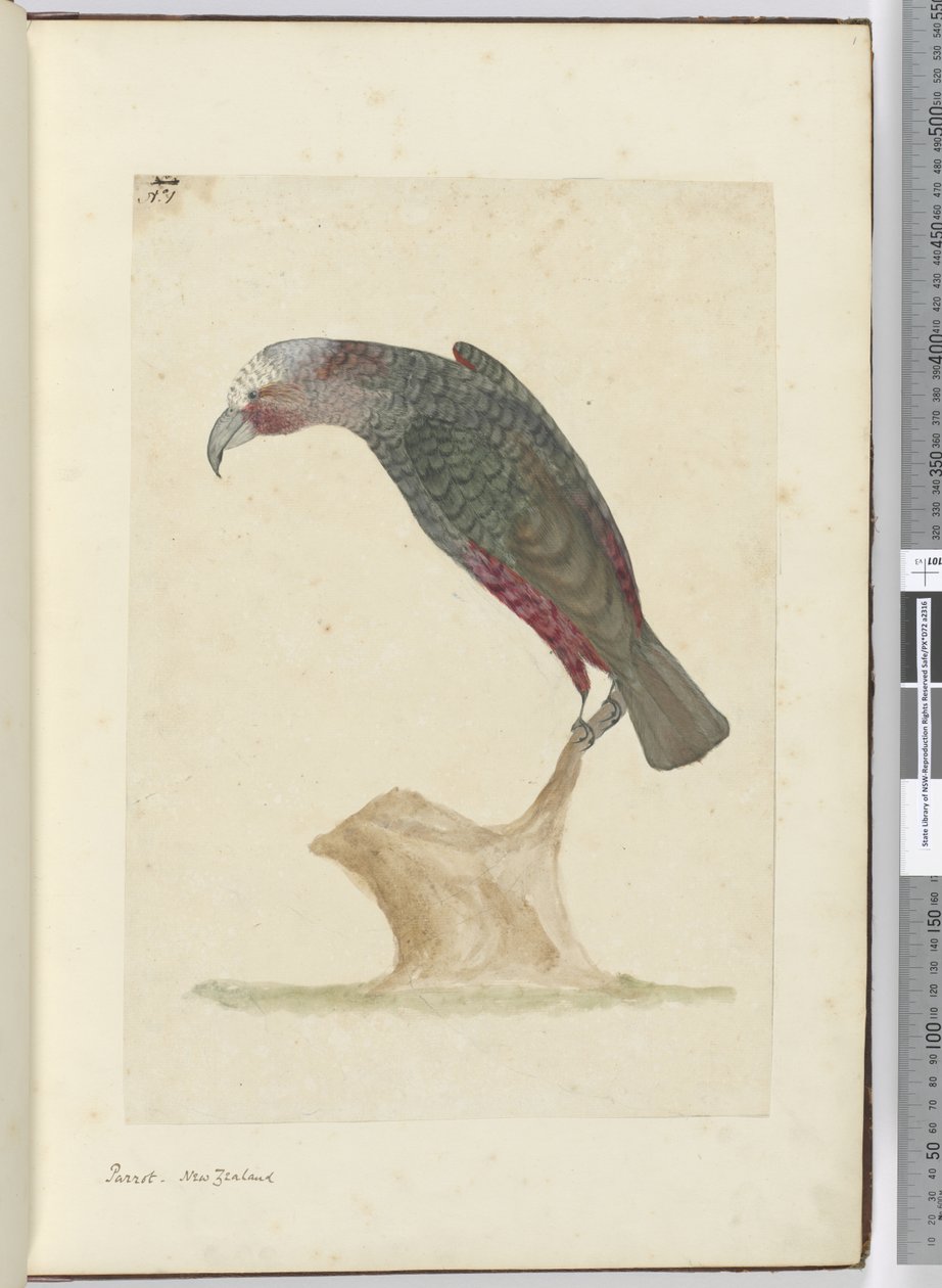 F.1 तोता, न्यूजीलैंड, 1772-75 (wc) द्वारा इसहाक स्मिथ