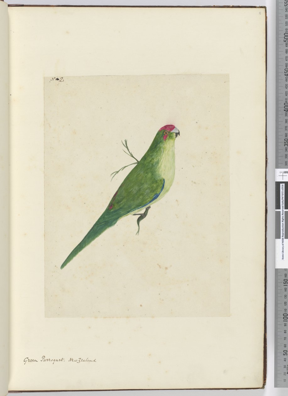 F.2 हरा तोता। न्यूजीलैंड, 1772-75 (wc) द्वारा इसहाक स्मिथ
