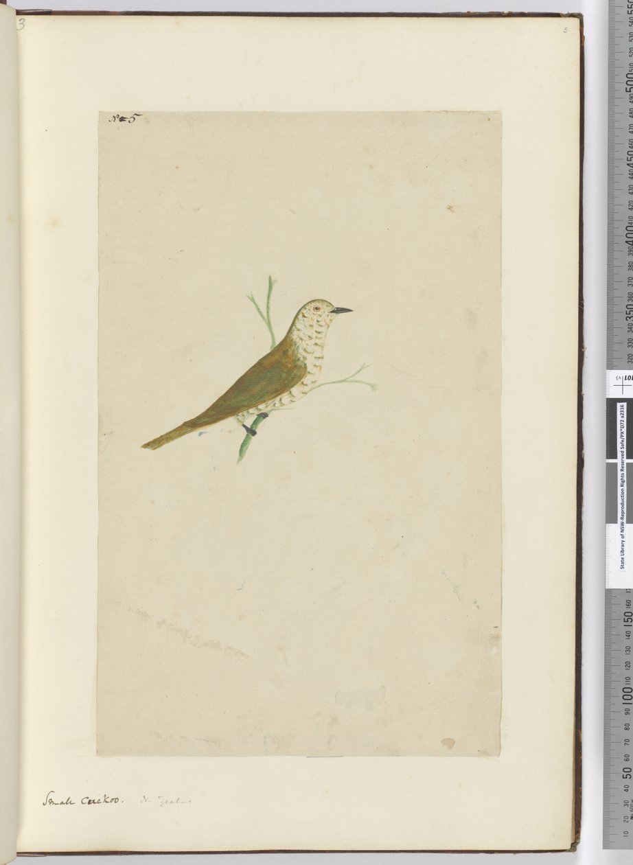 F.5 छोटा कोयल। न्यूजीलैंड, 1772-75 (wc) द्वारा इसहाक स्मिथ