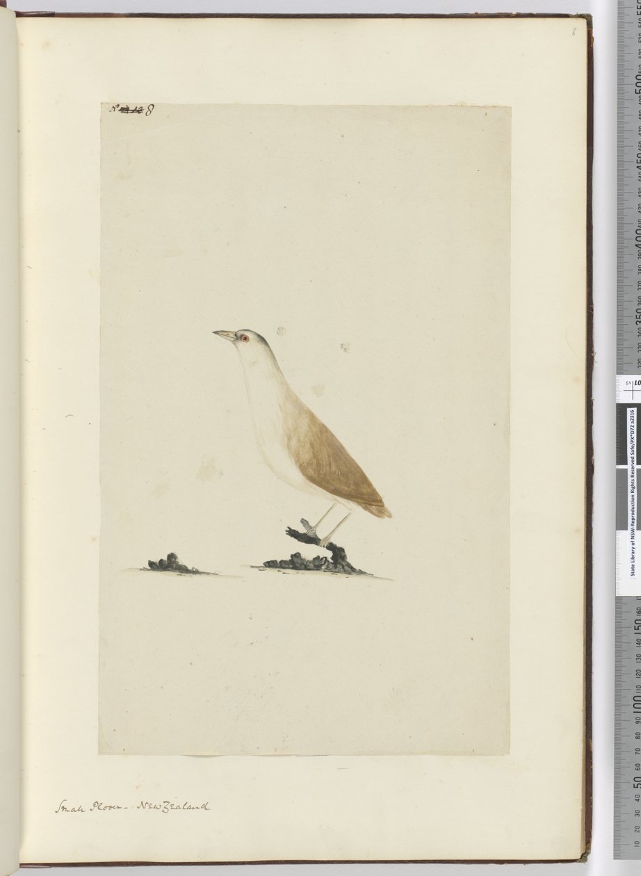 F.8 छोटा तिपतिया घास। न्यूजीलैंड, 1772-75 (wc) द्वारा इसहाक स्मिथ