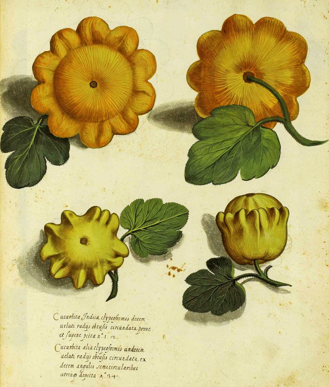 एलिससे एल्ड्रोवंडी (1522 - 1605) द्वारा हीरलूम स्क्वैश पिएंटे फियोरी फ्रूटी (हाथ से रंग वाली उत्कीर्णन) में प्रकाशित प्लेट। द्वारा इतालवी स्कूल