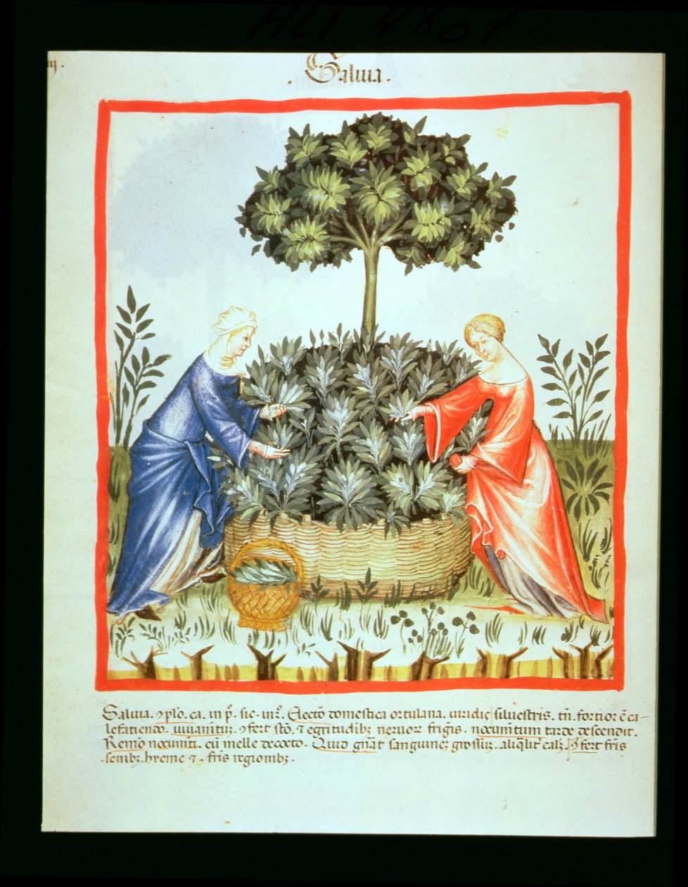 नई 2644 fol.37v इवांस काटना, स्वस्थ Tacuinum से द्वारा इतालवी स्कूल