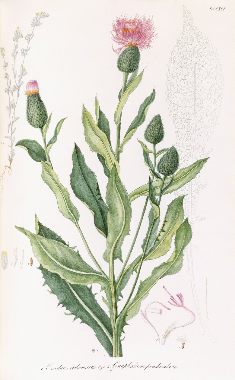 कार्डस किकोरोसस और ग्नफालियम पेन्डुकुलारे, 1811-1838 द्वारा इतालवी स्कूल