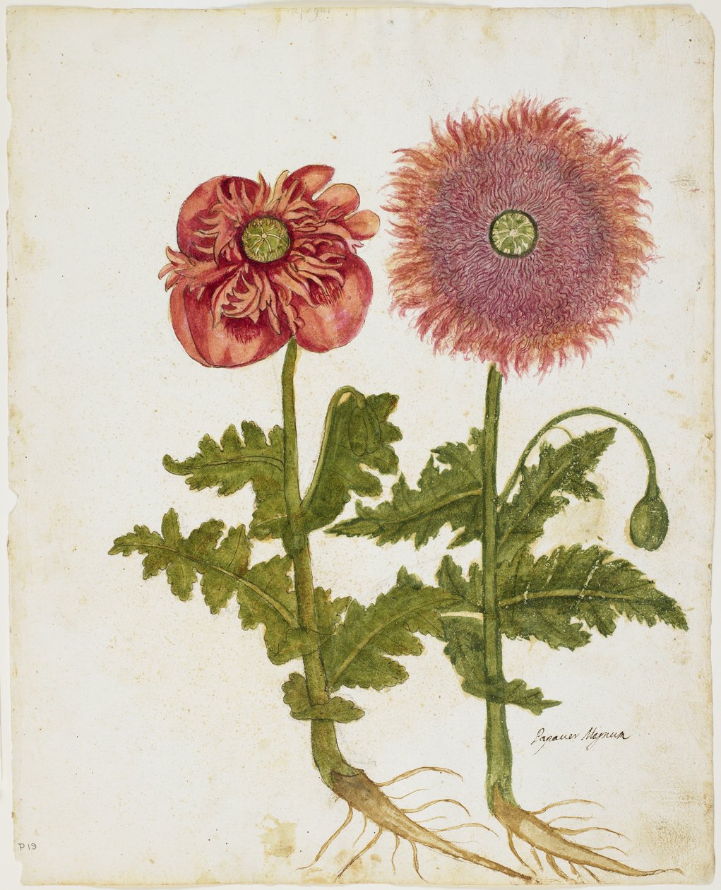 खसखस (पापावर spp।) (Wc & tempera on paper) द्वारा इतालवी स्कूल