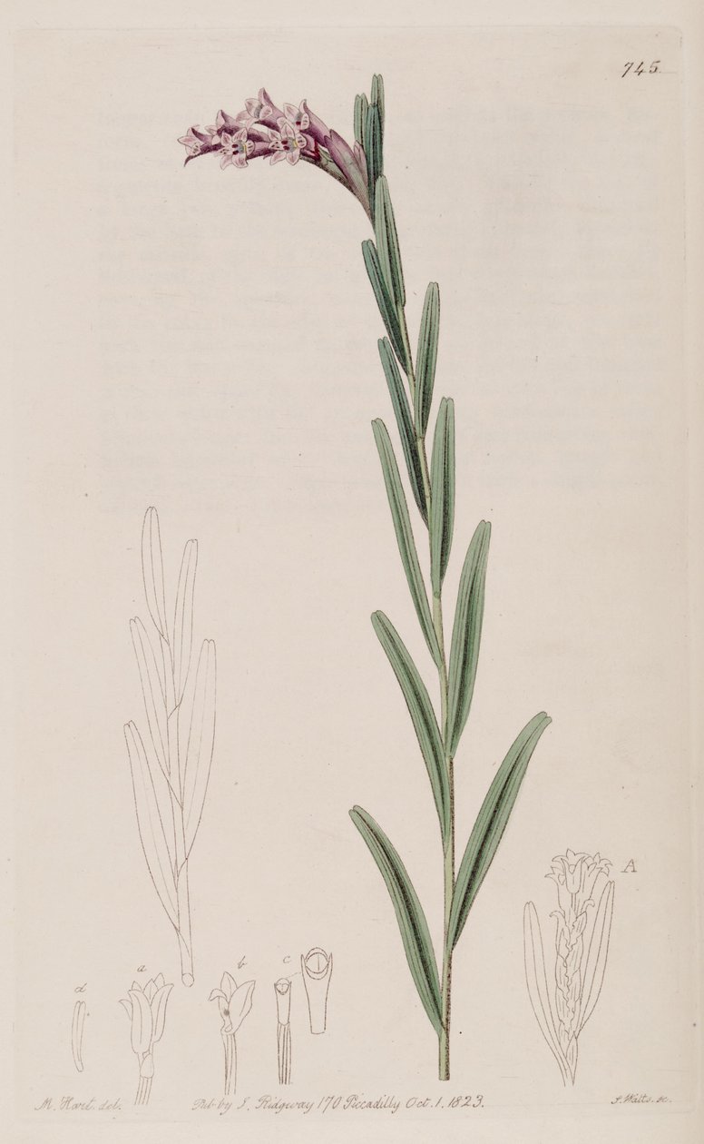 Isochilus रैखिक का चित्रण द्वारा जे. वत्स