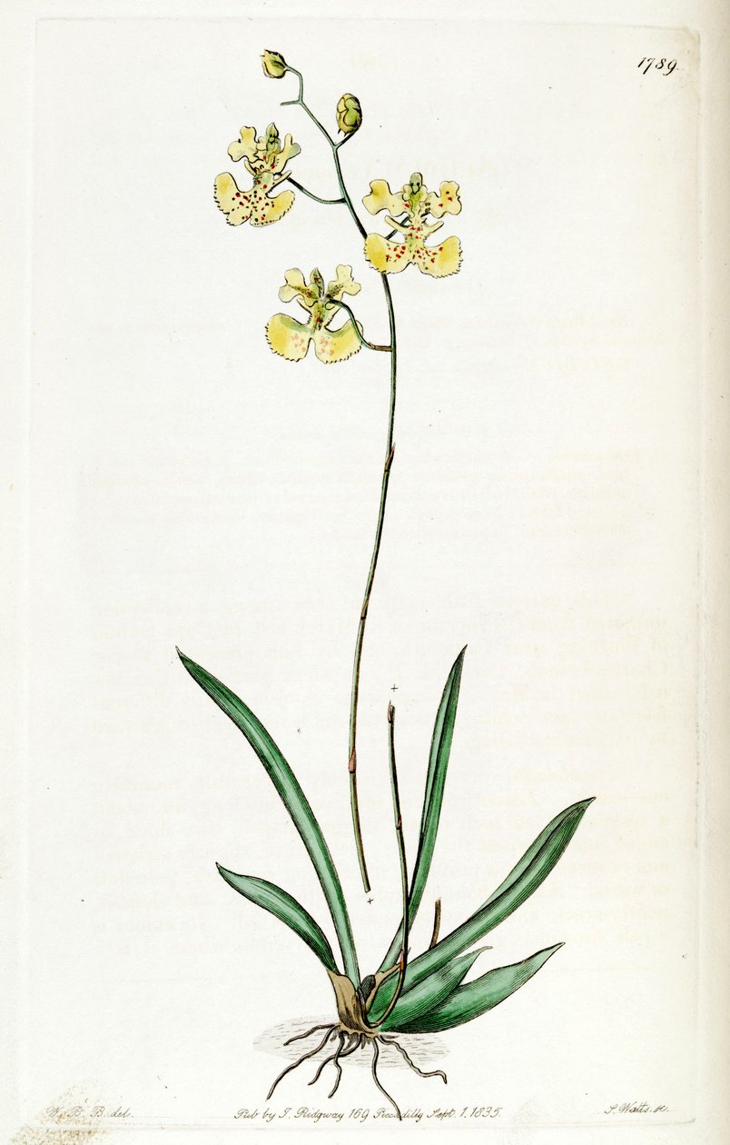 Kramerianum apodion (syn। Oncidioides Lemonian) द्वारा जे. वत्स